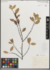 Foto von Salix caprea L. x Salix repens L.